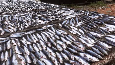 pescado recién capturado secado al sol en energía solar para su conservación en la costa de la isla de filipinas