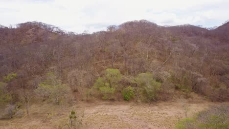 a forest of dry trees in costa rica