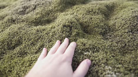 crop traveler touching moss in nature