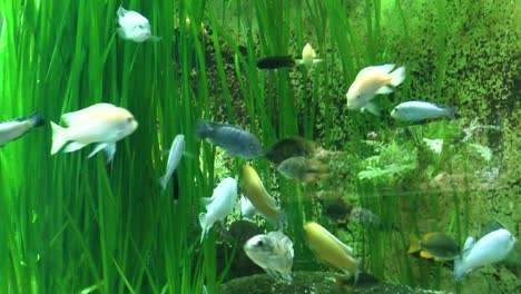 zoom out, view of fish in the aquarium at the zoo