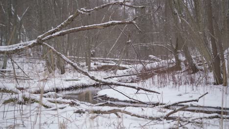 árboles-Caídos-Secos-Sobre-El-Arroyo-En-Un-Invierno-En-El-Bosque