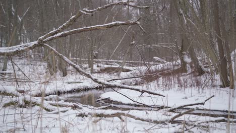 árboles caídos secos sobre el arroyo en un invierno en el bosque