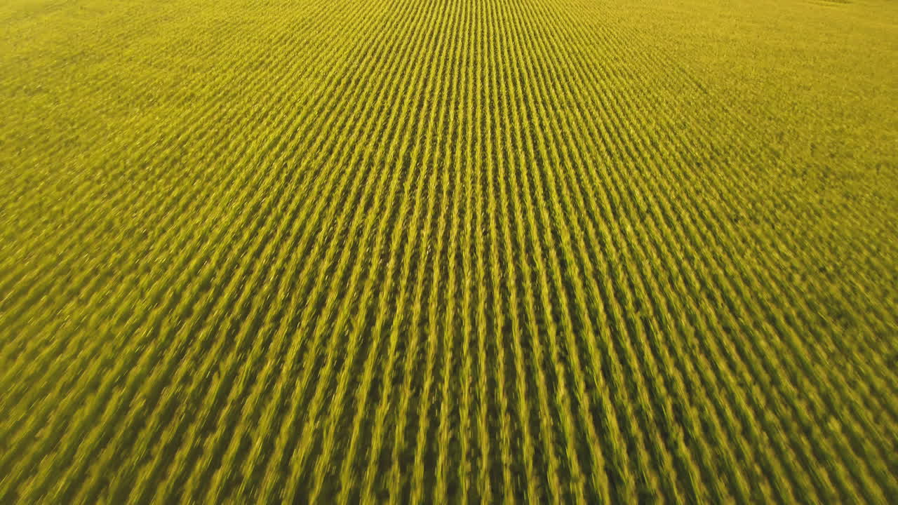 volando sobre un gran campo de maíz a la luz del sol temprano en la mañana
