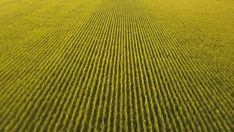 flying over a large corn field in the early morning sunlight