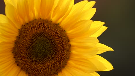 Sunflower-blossoms-in-close-up-evening-golden-hour-light