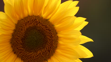 flores de girasol en la luz de la hora dorada de la tarde de primer plano