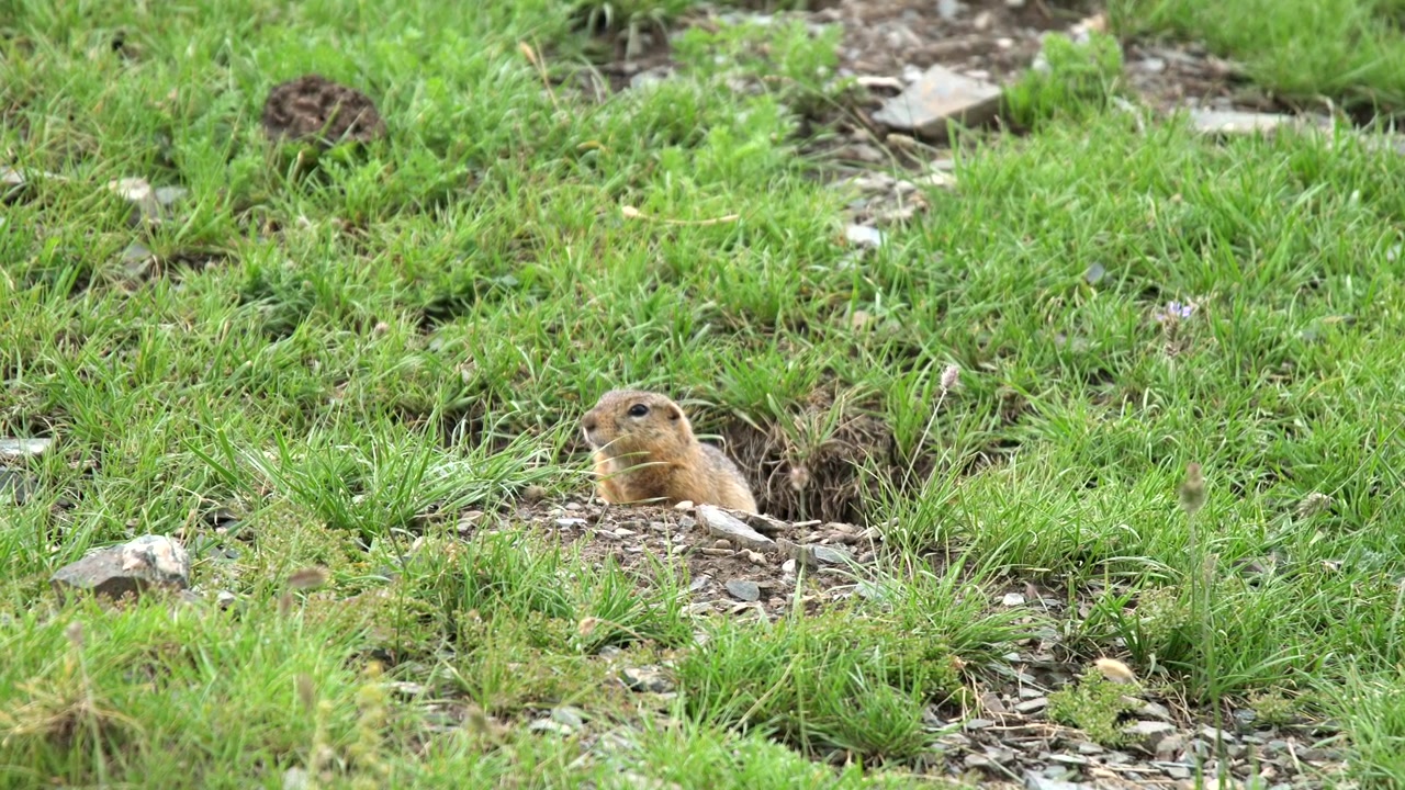 European Ground Squirrel Peeking Out of Its Burrow in a Grassy Meadow