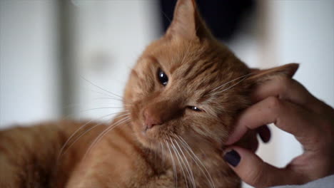 ginger cat getting a good loving scratch on the left side of his face  from his human mother