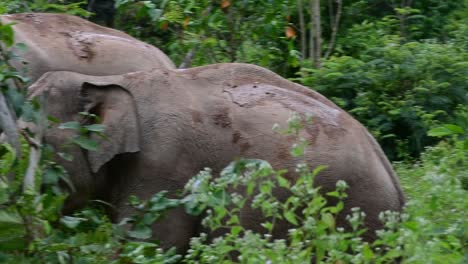 Die-Asiatischen-Elefanten-Sind-Vom-Aussterben-Bedroht-Und-Sie-Sind-Auch-In-Thailand-Beheimatet