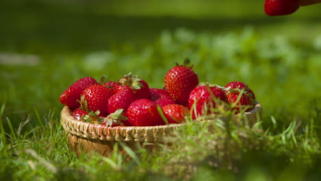 hand picking strawberries from a basket in a garden