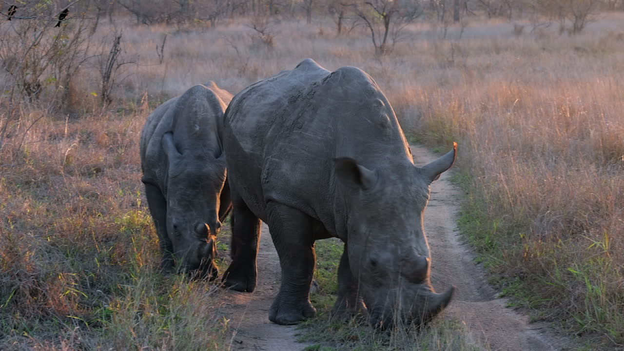 Two white rhinos graze in golden light along small bush road in Djuma
