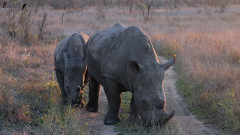 two white rhinos graze in golden light along small bush road in djuma