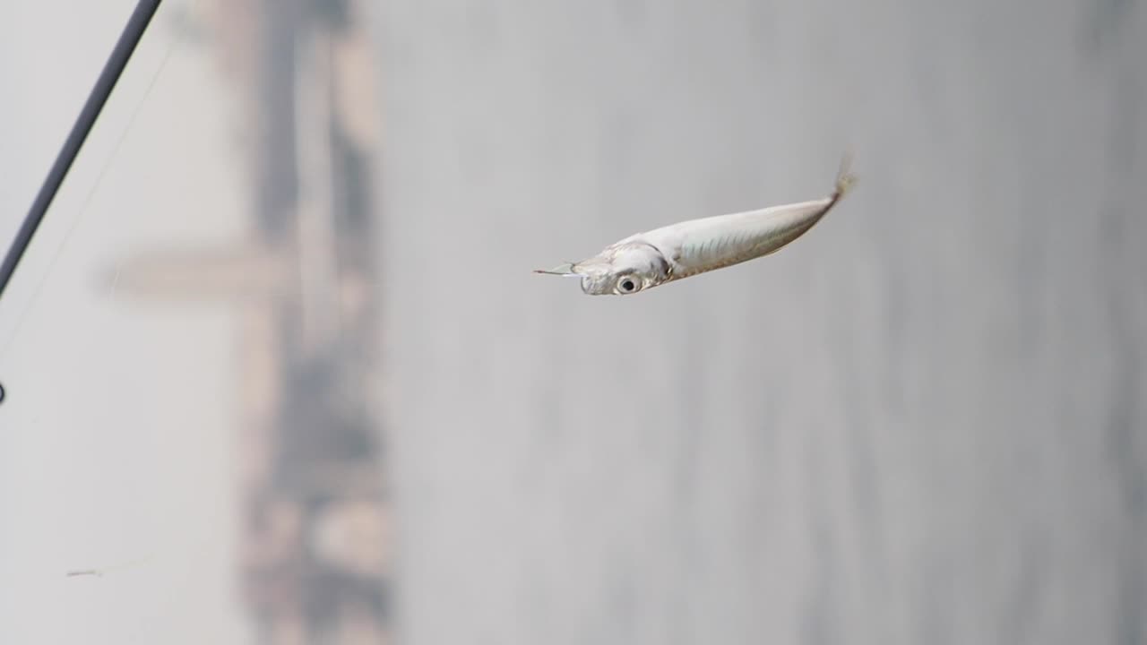 рыба, пойманная на удочке