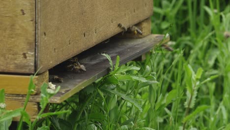 Remolachas-En-Tu-Casa-De-Abejas