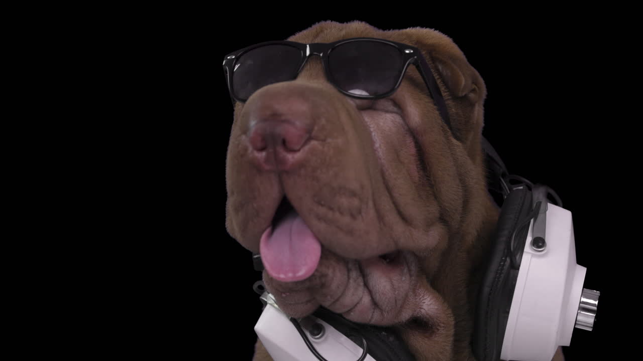 색 배경으로 헤드폰을 착용한 샤르 페이 강아지