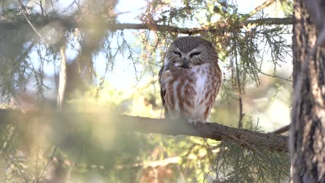 a northern saw whet owl resting on a windy afternoon