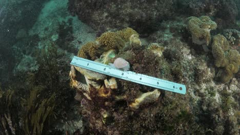 medición subacuática y recopilación de datos sobre un caracol marino