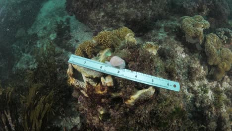 underwater measurement and data collection on a sea snail cowrie