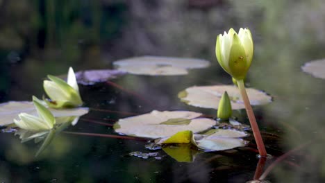 white-Lily-pads-blooming-and-floating-in-a-tranquil-lake