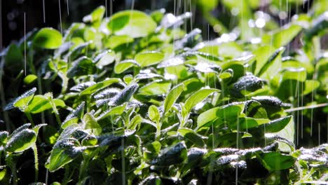 Close-up-of-Rain-Falling-On-Oregano-Plant-In-Garden,-Lit-By-Sun-From-Behind