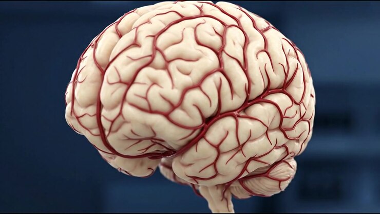 Rotating Human Brain Model with Visible Blood Vessels