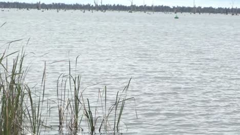 Lago-Natural-Al-Aire-Libre-En-Un-Día-De-Invierno-Nublado-Y-Ventoso-Con-Hierba