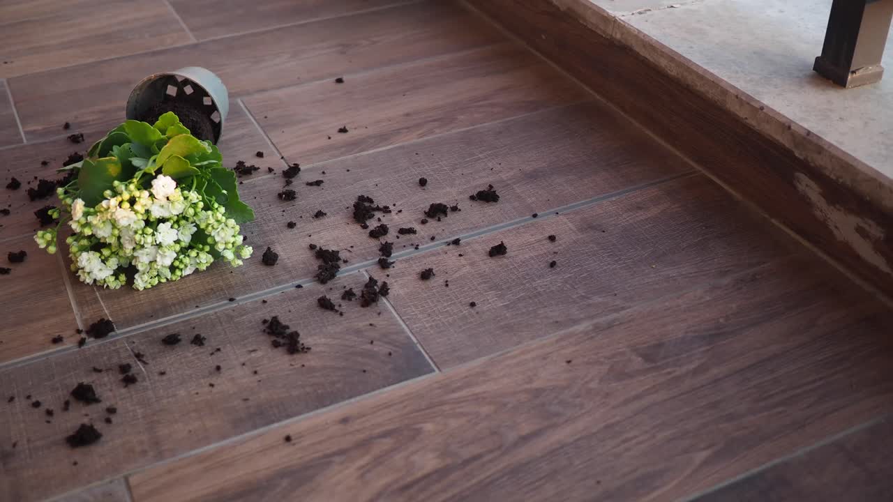 Spilled flowerpot with soil and white flowers on the floor