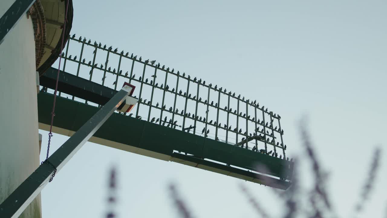 일몰 동안 풍차 항해에 perching starlings입니다. 휴대용