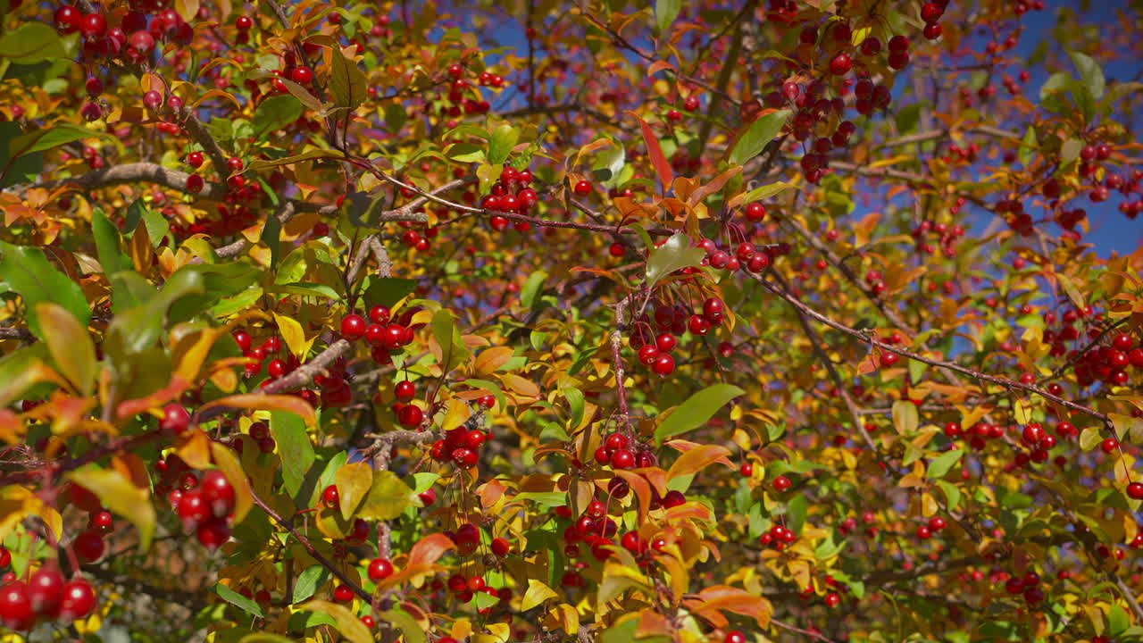 bayas rojas en el árbol con hojas de otoño