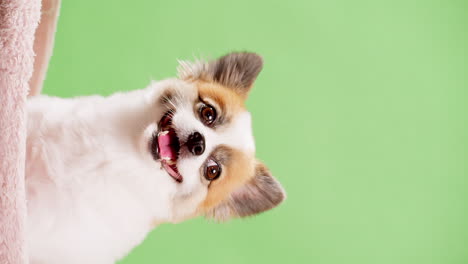 retrato vertical del lindo cachorro esponjoso de pomeranian spitz