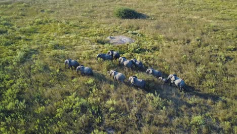 Elephant-family-walking-together-through-grasslands-at-sunset,-AERIAL