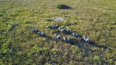 elephant family walking together through grasslands at sunset, aerial