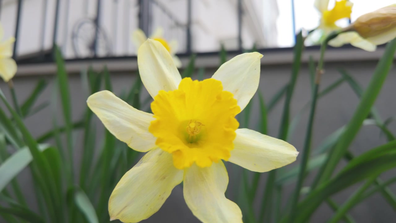 Lindas flores de narciso amarelo florescendo em um jardim na primavera