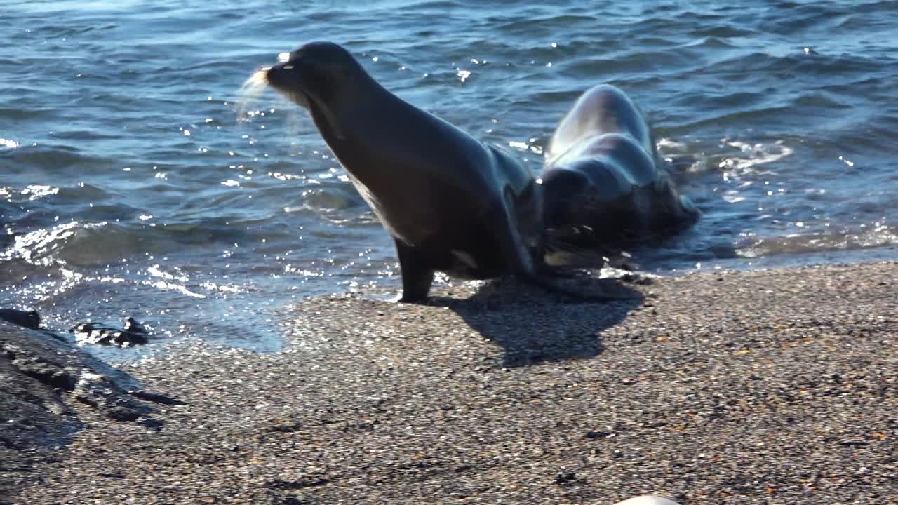 Young sea lions emerge from the surf on the Galapagos Islands