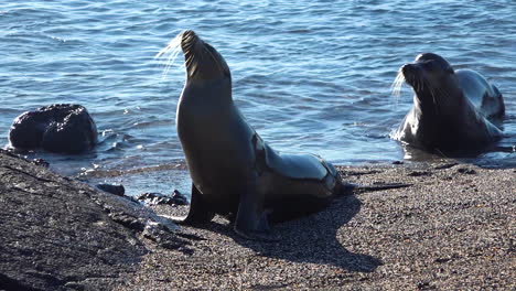 young sea lions emerge from the surf on the galapagos islands