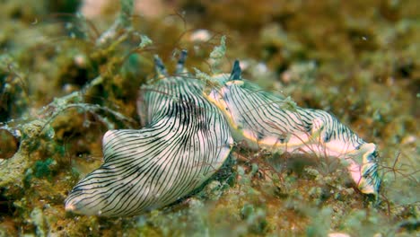 duas grandes lesmas marinhas dermatobranchus dendronephthyphagus interagindo no fundo do oceano