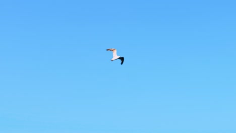 gull soaring in sky. seagull flying above the sea on the blue sky baclground