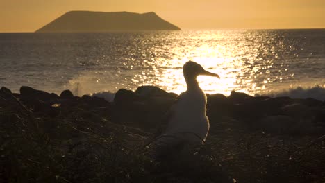 ein junger tölpel sitzt auf einem nest am meer auf den galapagos-inseln ecuador 1