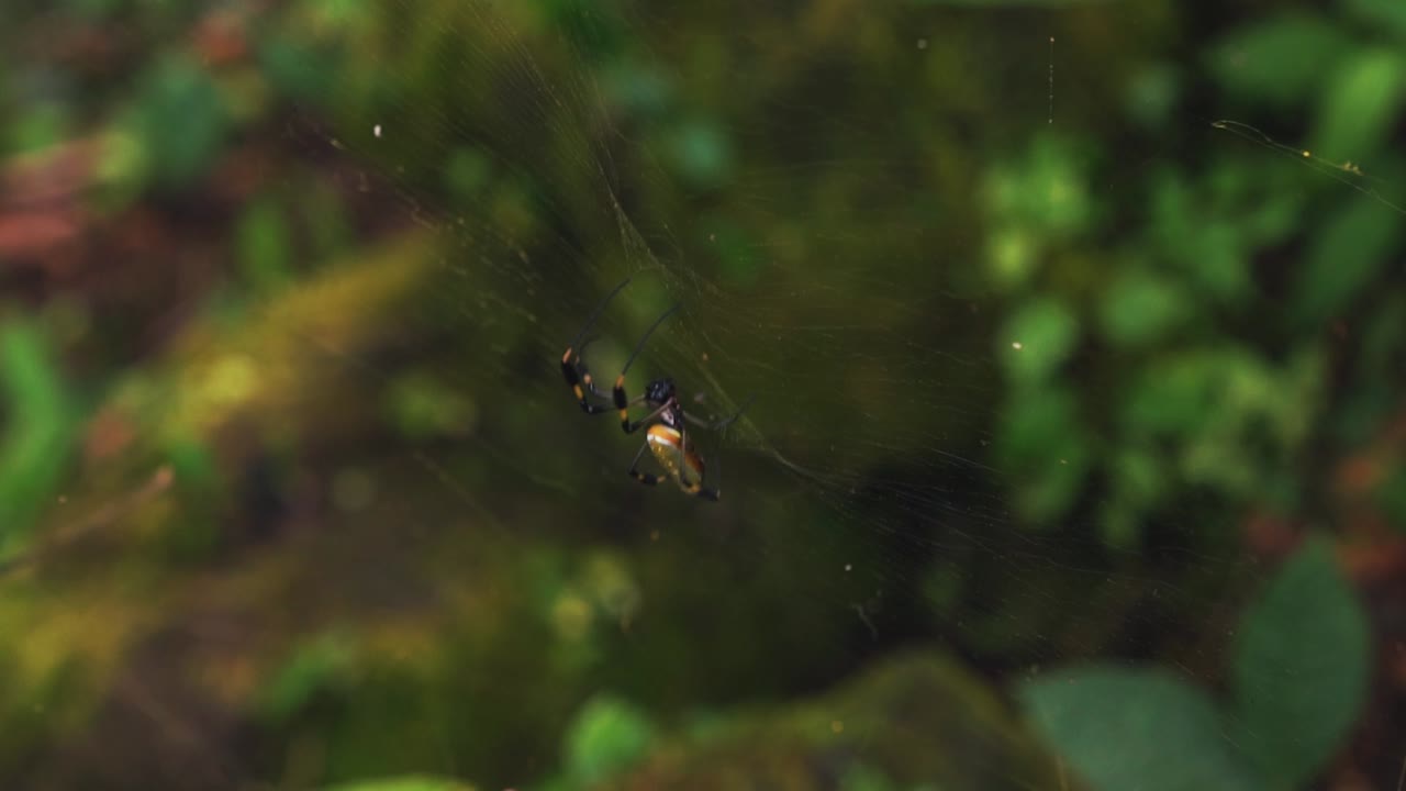 이국적인 거미가 코스타리카의 정글에서 거의 보이지 않는 거미줄에서 다음 희생자를 기다리고 있습니다.