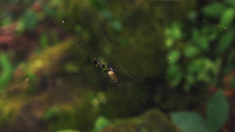 una araña exótica está esperando a su próxima víctima en su telaraña casi invisible en una jungla en costa rica