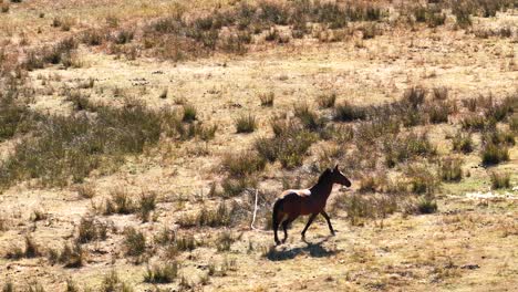 Das-Pferd-Wandert-In-Zeitlupe-Aus-Nächster-Nähe