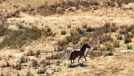 the horse is wandering slow motion close up