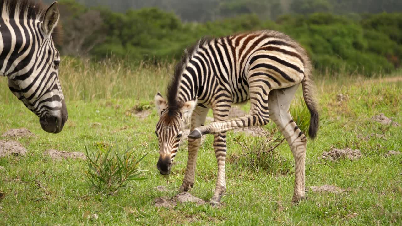 Zebretta e madre che si coccolano nel Parco Nazionale Addo Elephant sull'erba, di giorno.