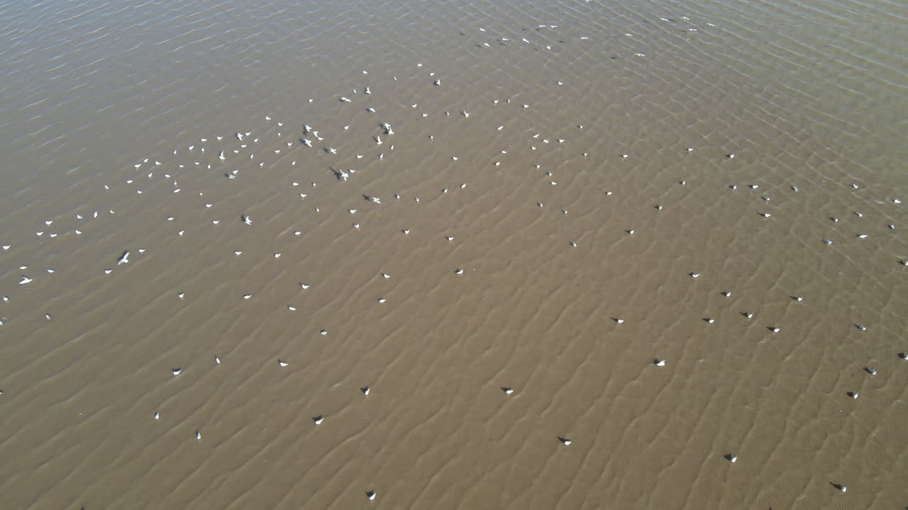 bandada de pájaros blancos migratorios sobre la superficie del río durante la temporada de invierno