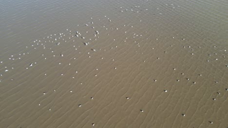 flock of migratory white birds over the surface of river during winter season