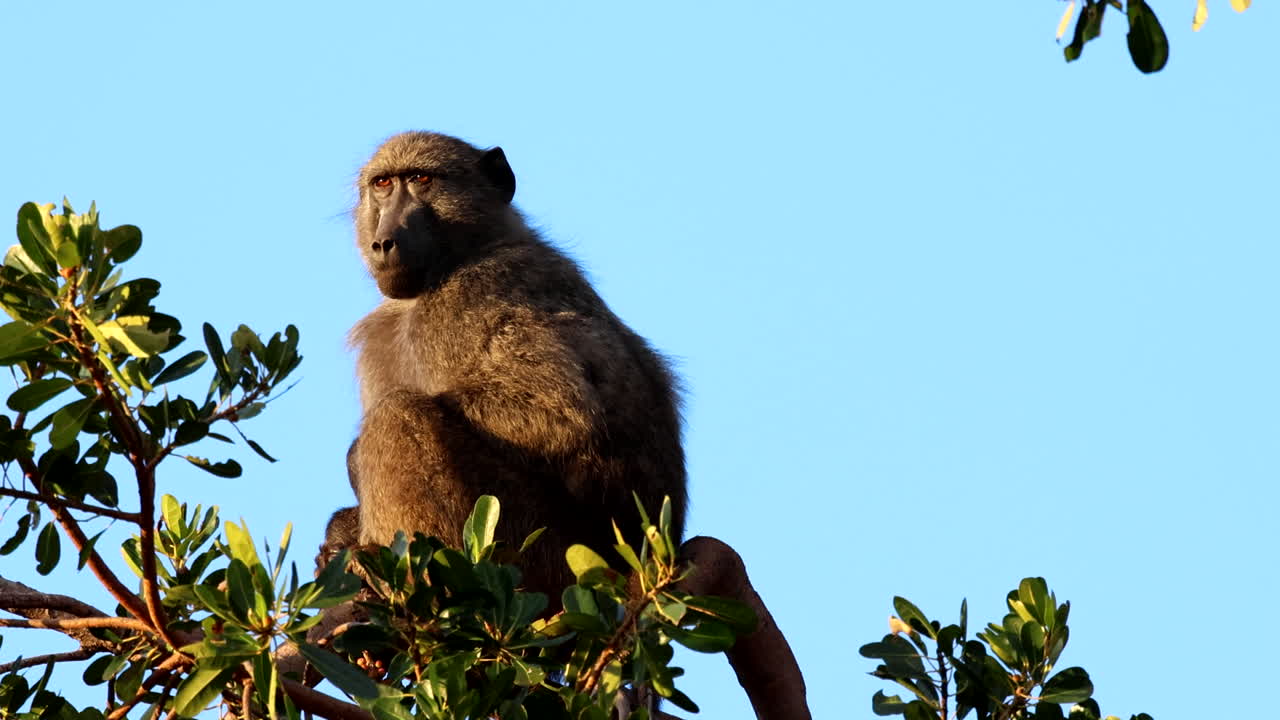 Alert baboon perched on top of tree keeps vigilant lookout for danger