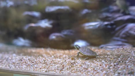 la tortuga bebé en el acuario