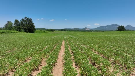 flying over the green crops growing in the field. - aerial shot