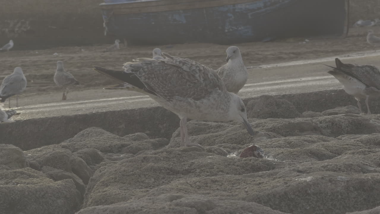 Seabirds on the Shore