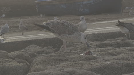 Seabirds on the Shore